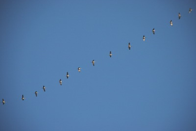 Wildgänse im Herbst