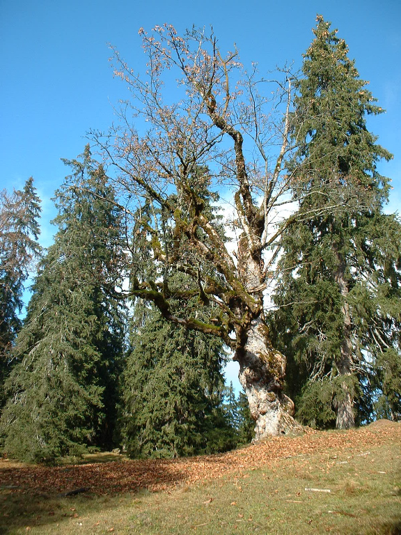 uralter Bergahorn auf dem Weg vom Gschwandtner zum Wank, ab hier sind es nur noch 30 min. (aufg.05.11.07)