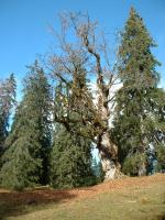 Paragliding Fluggebiet Europa » Deutschland » Bayern,Wank,uralter Bergahorn auf dem Weg vom Gschwandtner zum Wank, ab hier sind es nur noch 30 min. (aufg.05.11.07)