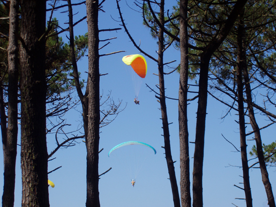 Ab durch die Hecke....