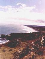 Paragliding Fluggebiet Australien / Ozeanien » Neuseeland,Muriwai - Gannet Rock,//nzhgpa.org.nz/akl.htm