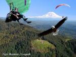 Paragliding Fluggebiet Nordamerika » USA » Washington,Tiger Mountain,Fliegen wie die Adler