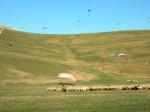 Paragliding Fluggebiet Europa » Italien » Umbrien,Castelluccio,Spielhügel Rotonda 88 Hm

Viele Schafe aber auch Lupos, darum die weissen Schutzhunde.
Bild im Herbst 2006