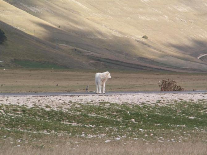 Ein Fan der Paragleiter