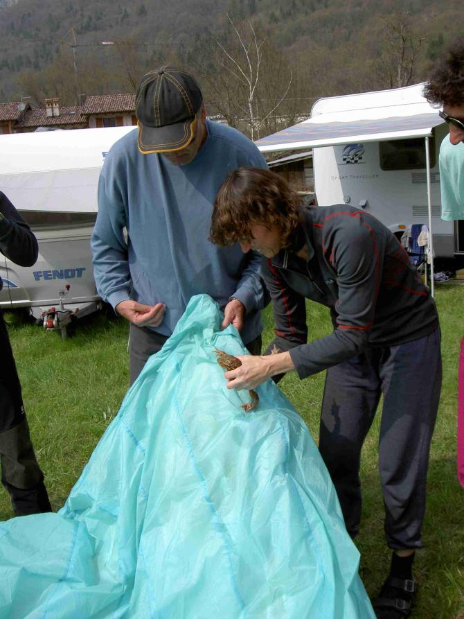 Es ist schon ein wenig irritierend, Wenn man kurz nach dem gelungenen Start in die mittägliche Hammer-Thermik einen Kuhfladen in der Kalotte enddeckt.
Wenn dieser plötzlich im Schirm hin und her rennt kann das sogar im höchsten Masse nerven und die Konzentration beeinträchtigen.
Der Pilot bewies eiserne Nerven und versuchte es mit aktivem Fliegen. Dass sich der Schirm auch nach der Landung noch wie wild hin und her bewegte, konnte jedoch keinesfalls an der Thermik liegen!