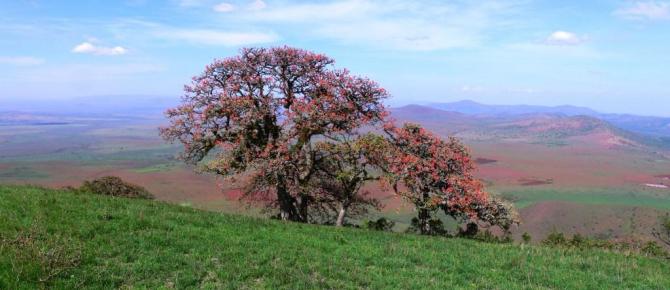 November 09 Nach den ersten Regenfaellen seit Monaten bluehen auch die Baeume wieder,