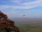 Paragliding Fluggebiet Afrika » Kenia,Mount Kirasha -  Kibini Hills,November 2009, die Adler sind auch noch da. In der Zwischenzeit sind es sogar 4