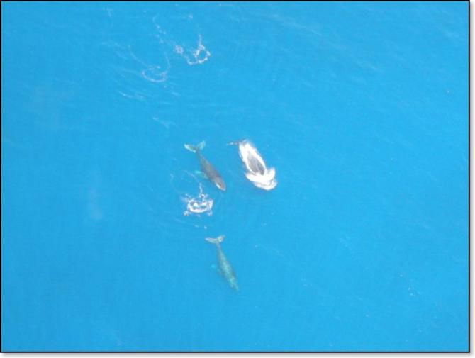 Walfische die man aus der Luft beobachten kann. (weitere Infos bei Paragliding Reunion)