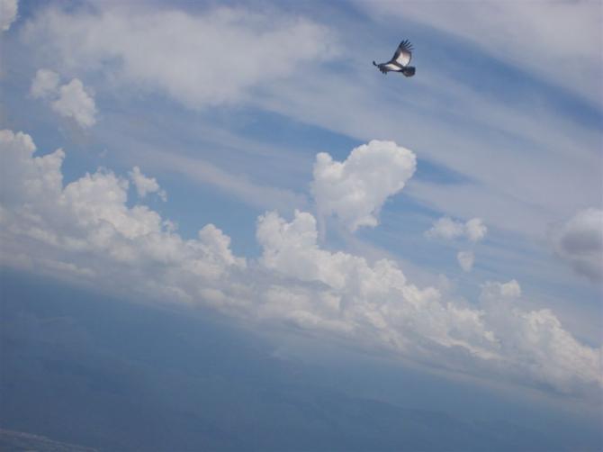 ... und den Condores