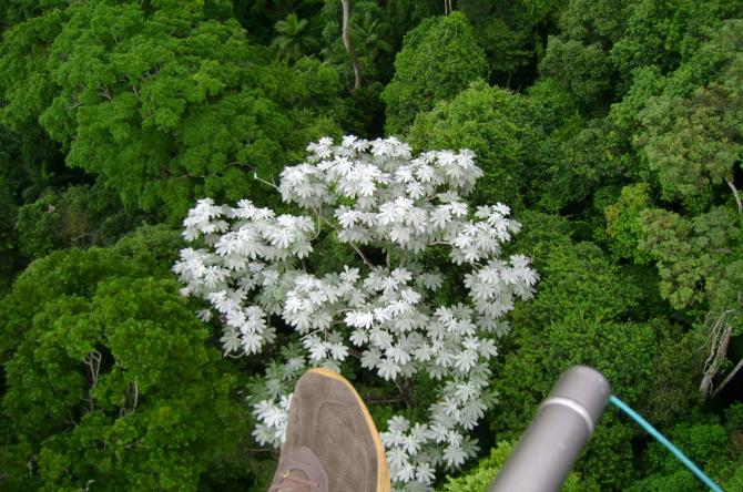 Dschungelgeräusche, ruhiges Soaring, Blütenduft
