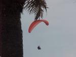 Paragliding Fluggebiet Europa » Spanien » Andalusien,La Herradura,fand ich persönlich schön wegen der palme im vordergrund