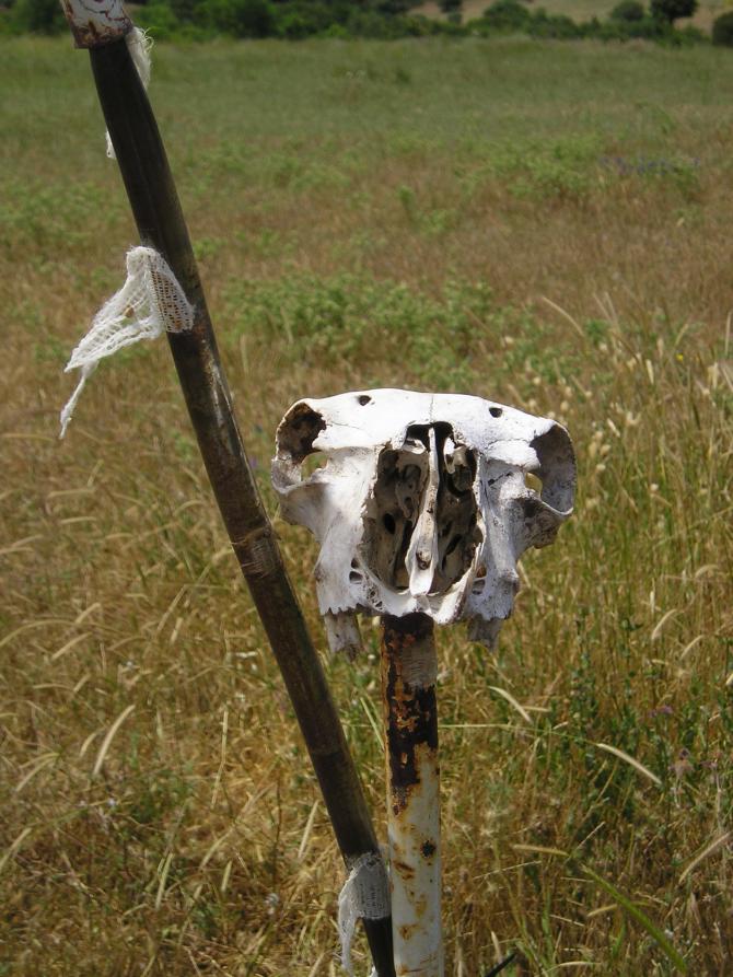 Nettes Detail am Poniente-landeplatz , Juni 09.