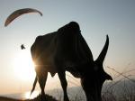 Paragliding Fluggebiet Asien » Indien,Anjuna,Das Bild hat Oliver Hencholz von mir gemacht.