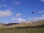 Paragliding Fluggebiet Europa » Spanien » Kanarische Inseln,Lanzarote - Famara,Landeanflug nach 30 min. :-)