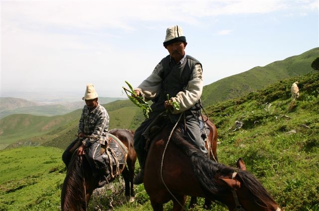 Kirgisische Hirten schenken mir Saurampfer zum Kauen als Mittel gegen den Durst

Aufnahme: 20 August 2005