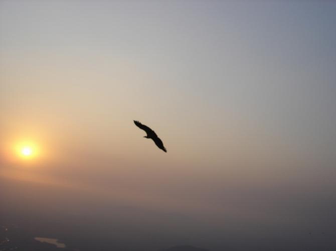 Unter Geiern.
A valture.