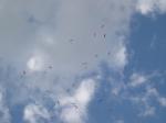 Paragliding Fluggebiet Europa » Italien » Venetien,Monte Dolada,Moskitoschwarm der Polnischen-Open 2008