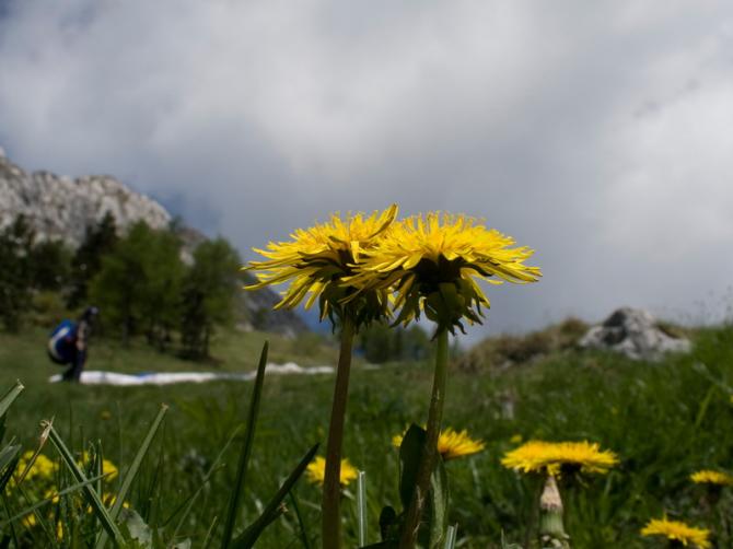 Natur auf dem Dolada :-D

Hochauflösendes Bild unter:

http://www.tommis-web.de/Urlaub/Italien-Fara2009/Chef_20090513_9999_31.jpg