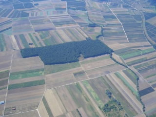 Blick nach Westen. Geschleppt wird in N-S Richtung vor dem Wald