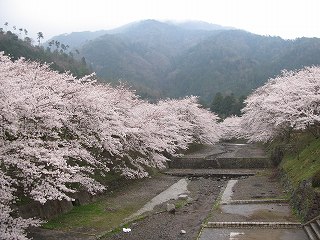 Japan im April:   Zeit der Kirschblüten...

©birds-para.com