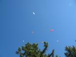 Paragliding Fluggebiet Europa » Schweiz » Bern,Schynige Platte - Kamel,Etliche Piloten in der Luft