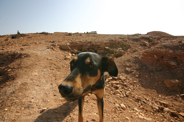 Unser einheimischer Freund "Fritz". ;-)