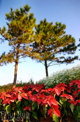 Impresionen PhuRua-Nationalpark