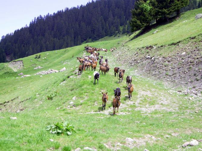 wegen der Ziegenhaltung und der eigenen Herstellung von Käse, ist der Startplatz auch unter der Bezeichnung "Ziegenfarm" bekannt.
